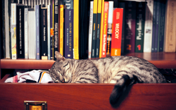 Cat Sleeping in The Library