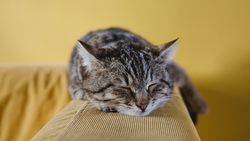 Cat Sleeping on Couch HD Wallpaper
