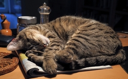 Cat Sleeping on Table Wallpaper