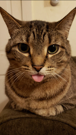 Cat Tongue Image