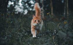 Cat Walking in Garden Wallpaper
