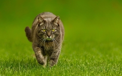 Cat Walking in Grass HD Wallpaper