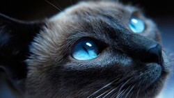 Cat With Blue Eyes Closeup Photo