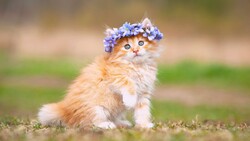 Cat With Crown of Flowers