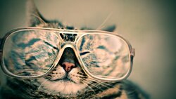 Cat With Eye Glasses Funny Photo