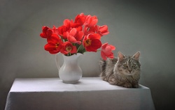 Cat With Flower Pot Pic