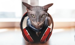 Cat with Headphone