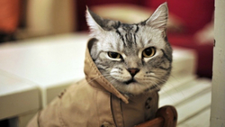 Cat with Winter Suit Closeup 5K Wallpaper
