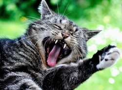 Cat Yawning Cute