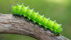 Caterpillar HD Image
