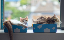 Cats Resting in Boxes