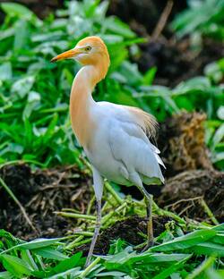 Cattle Egret Bird Standing Photo