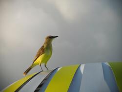 Cattle Tyrant Bird Sitting Photo