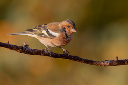 Chaffinch Bird Photo