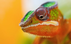 Chameleon CloseUp Macro Photography