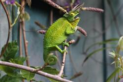 Chameleon in  Green Color Animal Photo