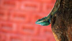 Chameleon Macro Photography