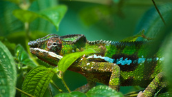 Chameleon On Green Tree Photo