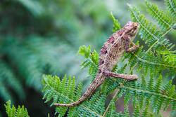 Chameleon on Tree Branch Photo