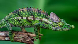 Chameleon on Tree Branch