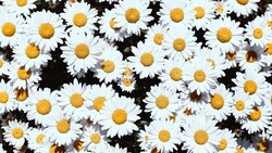 Chamomile Flowers 4K Image