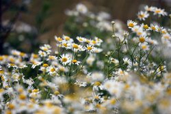 Chamomile Plant Flowers