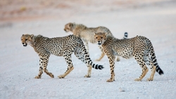 Cheetah Animal Walking
