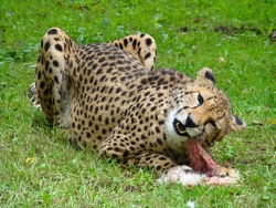Cheetah Eating Its Prey