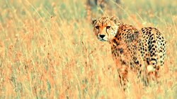 Cheetah Looking Back Photo