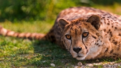 Cheetah Lying HD Wallpaper