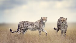 Cheetah Predator 4K Pic