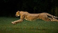 Cheetah Running In Jungle