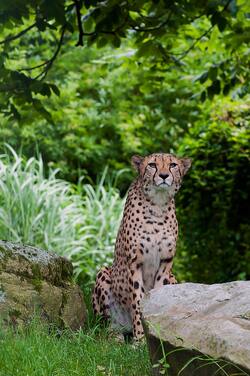 Cheetah Sitting Beside Brown Rocks Near Green Trees Mobile Wallpaper