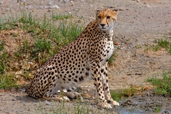 Cheetah Sitting On Ground