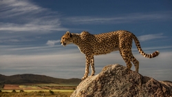 Cheetah Standing on Rock HD Wallpaper