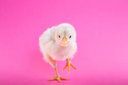 Chick in Pink Backgroun Wallpaper