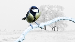 Chickadee Bird During Winter
