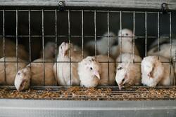 Chicken Babies Eating Food Photo