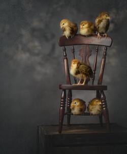 Chicken Babies Sitting on Chair