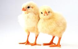 Chicken Baby Pics