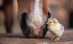 Chicken Baby with Horse Photo