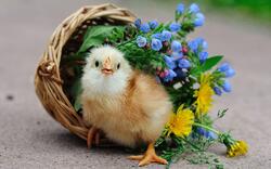 Chicken Beside Flower Basket