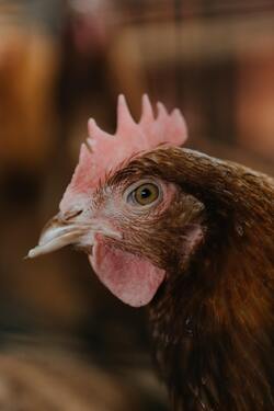 Chicken Bird Close Up Face