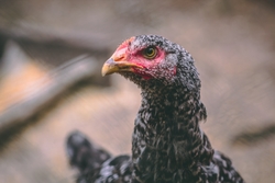 Chicken Bird Close Up Image