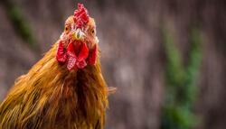 Chicken Bird Closeup Photo