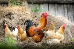 Chicken Bird Family