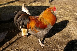Chicken Bird in Farm
