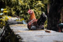 Chicken Bird Sitting 4K Photography