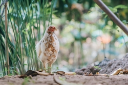 Chicken Bird Standing Photography