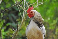 Chicken Bird Ultra Resolution Photo